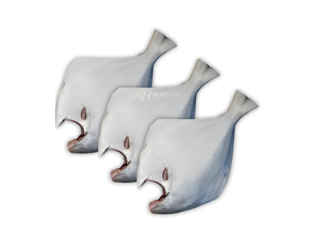 White Pomfret - سفید پاپلیٹ