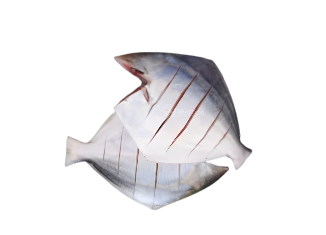 White Pomfret - سفید پاپلیٹ