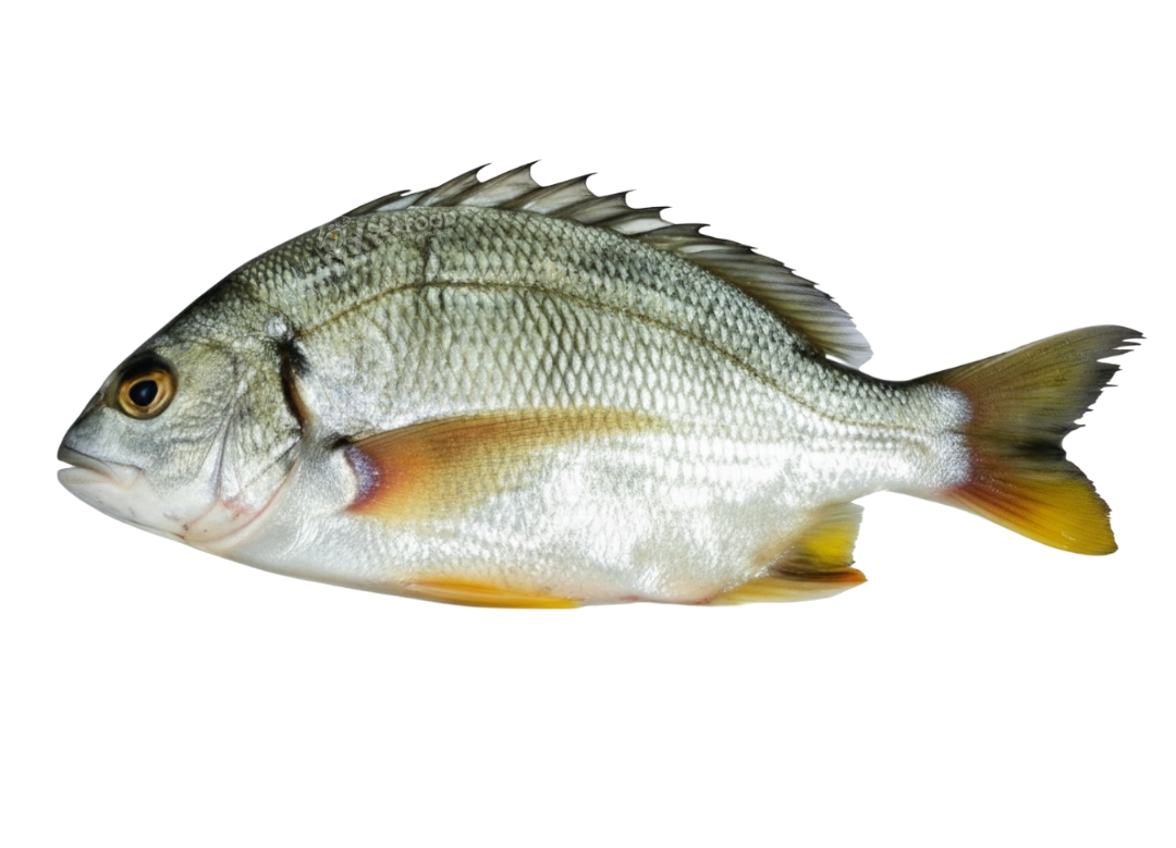 Seabream - سفید ڈنڈیا مچھلی
