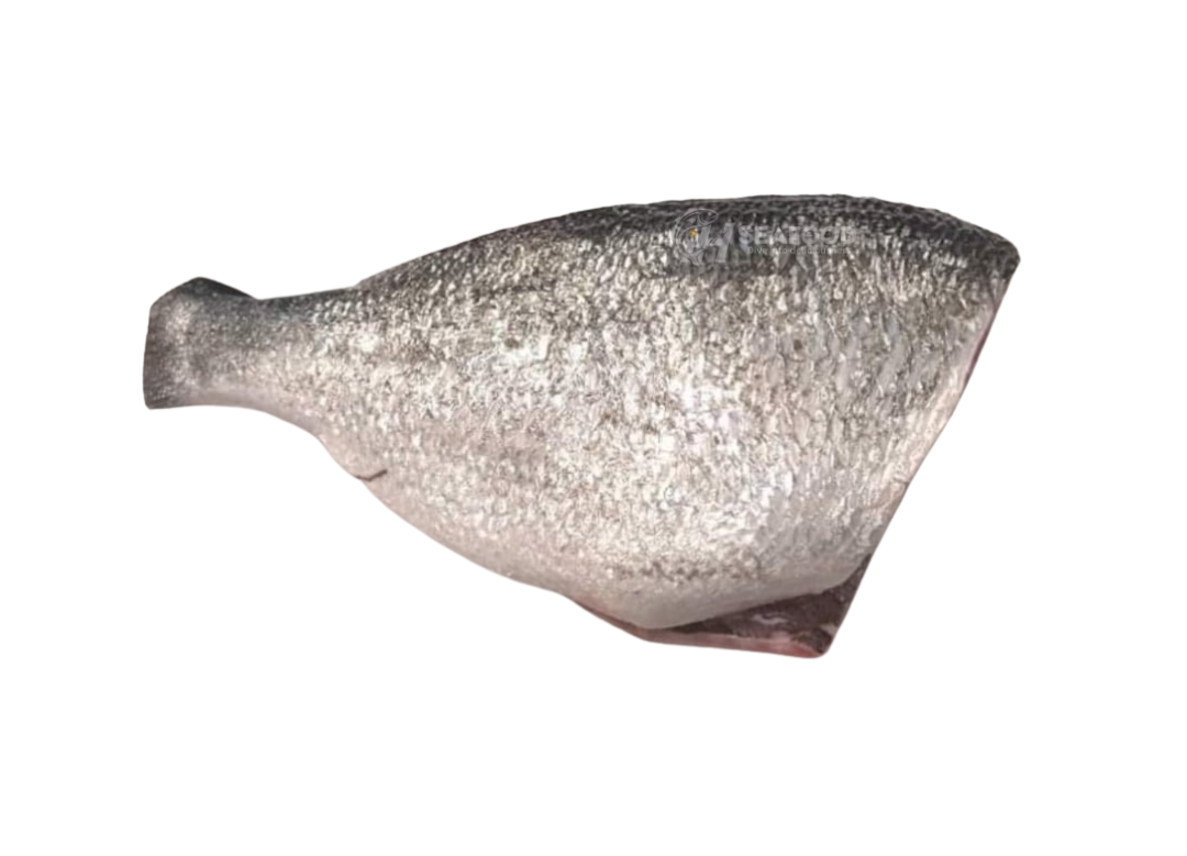 Seabream - سفید ڈنڈیا مچھلی