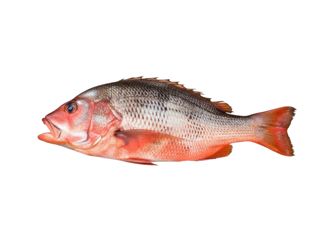 Red Snapper - ہیرا مچھلی