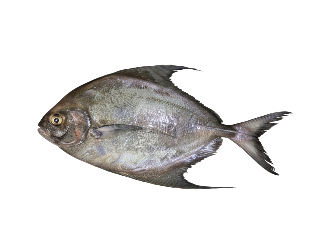 Black Pomfret – کالا پاپلیٹ