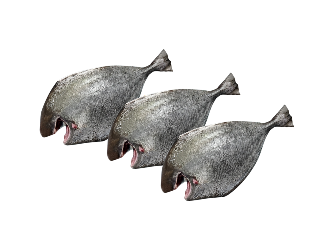 Black Pomfret – کالا پاپلیٹ