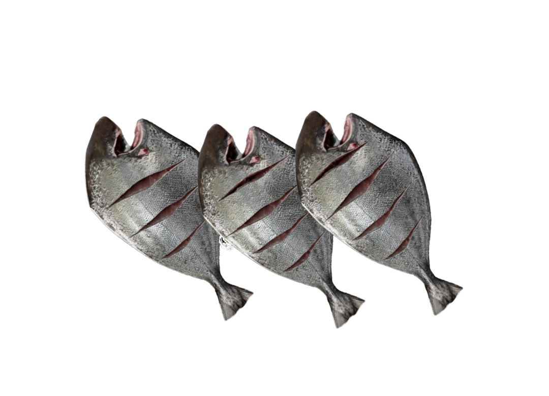 Black Pomfret – کالا پاپلیٹ