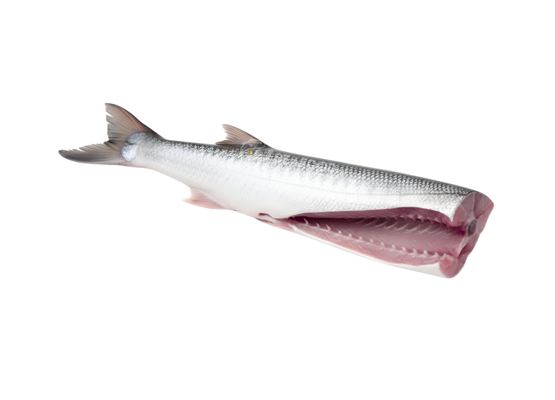 White Barracuda - سفید کنڈ مچھلی