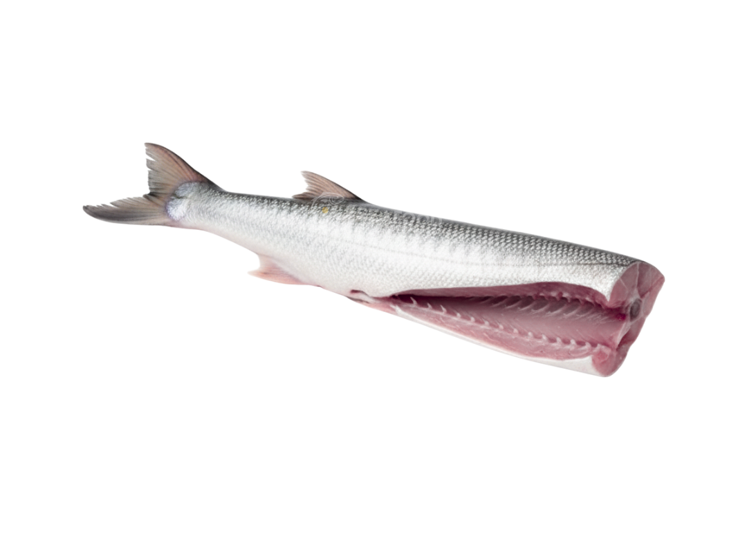 Black Barracuda - کالا کنڈ مچھلی