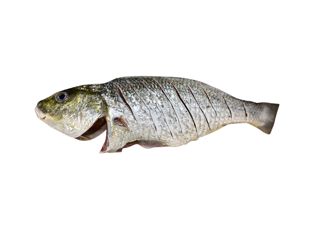 Javelin Grunter - دھوتڑ مچھلی