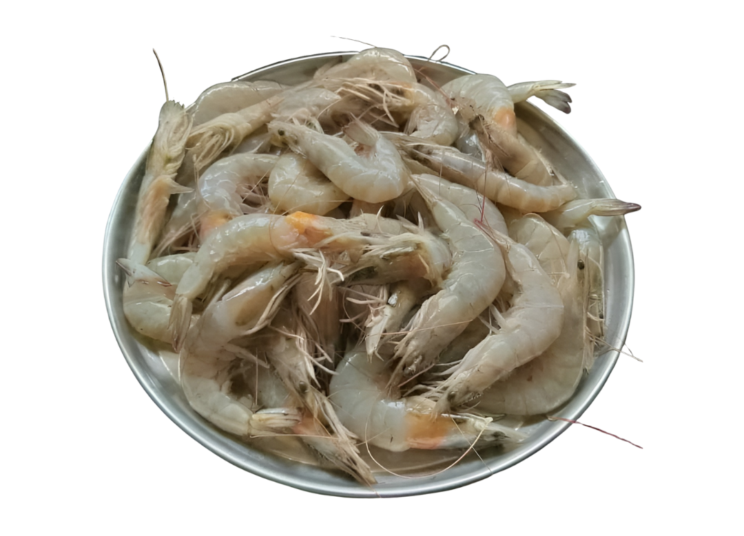 Jerra Prawn - جیرا جھینگا
