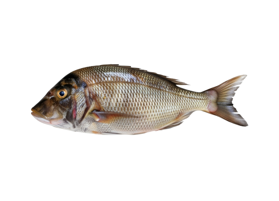 Emperor - مولا مچھلی